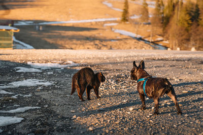 Cat and french bulldog dog on land at sunset during winter