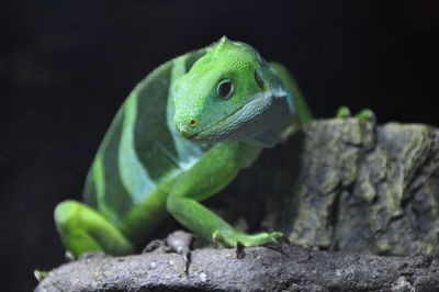 Close-up of lizard