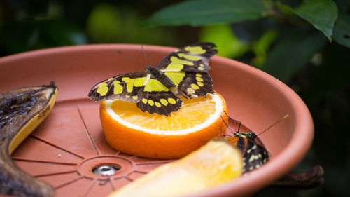 Close-up of pumpkin in plate on table