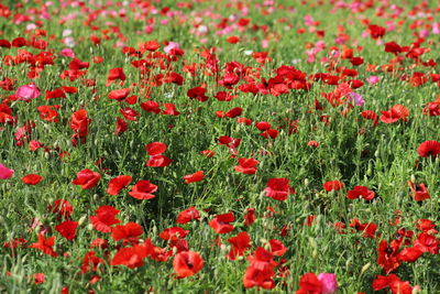 Close-up of red poppies on field