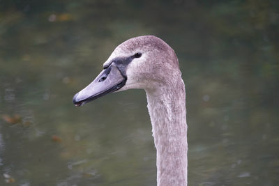 Close up of swan cygnet low level macro view wild bird showing reflective grey feathers head and eye