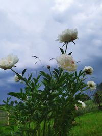 Close-up of white flowering plant against cloudy sky