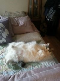 Cat sleeping on bed