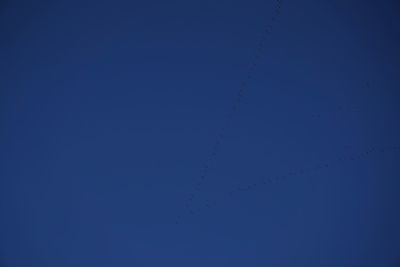 Low angle view of birds flying against clear blue sky