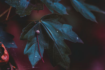 Close-up of red leaves on plant during autumn