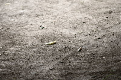 Close-up of insect on sand