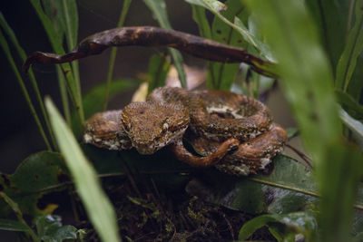 Close-up of frog on plant