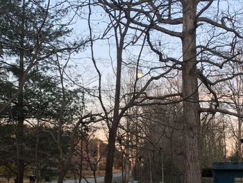 Bare trees by plants in city against sky