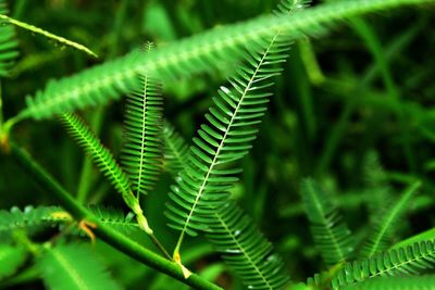 Close-up of fern leaves