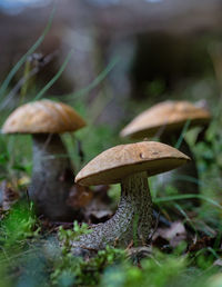 Close-up of mushroom growing on field