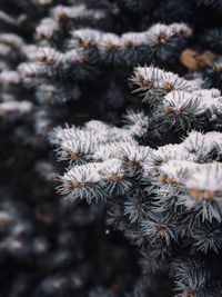 Close-up of christmas tree during winter