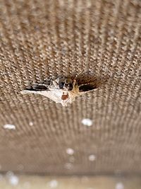 Close-up of an animal