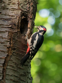 Close-up of bird perching on tree