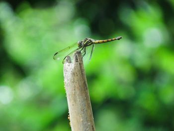 Close-up of dragonfly on wood, beautiful indian dragonfly