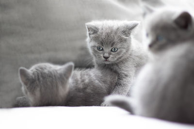 Portrait of cats relaxing