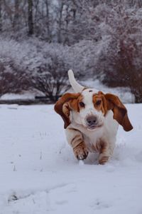 Dog running on snow covered field