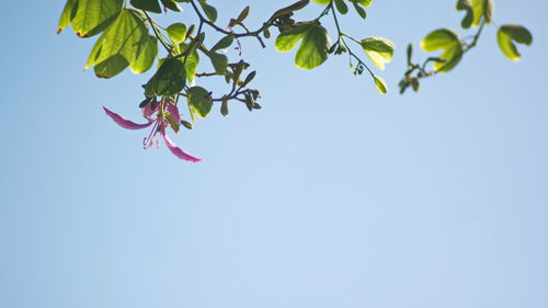 Low angle view of tree against clear blue sky