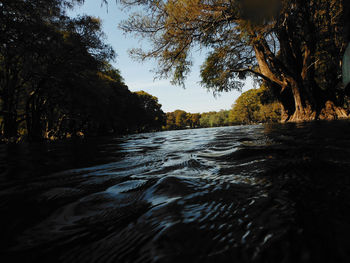 Scenic view of river amidst trees against sky