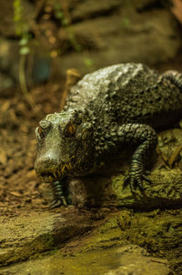 Close-up of lizard on land