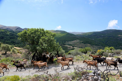 Herd of goats on landscape against sky