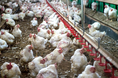 High angle view of chickens in market