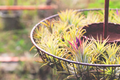 Close-up of potted plant