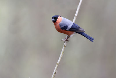 Close-up of bird perching on twig