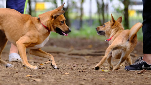 Dogs fighting on ground