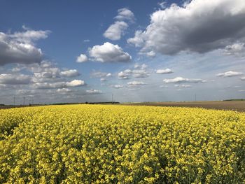 Scenic view of oilseed rape field against sky