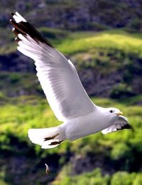 bird