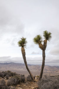 Yucca palm tree in joshua tree, california