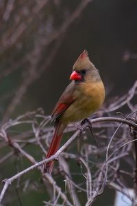 Close-up of red bird perching on branch