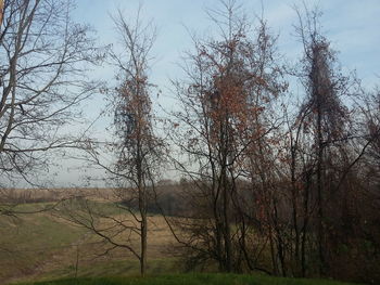 Bare trees on grassy field