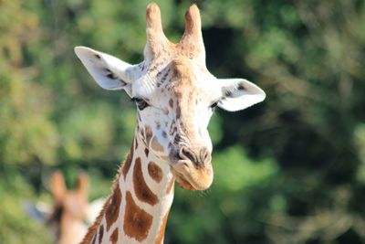 Close-up of a giraffe