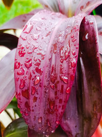 Close-up of raindrops on pink flower