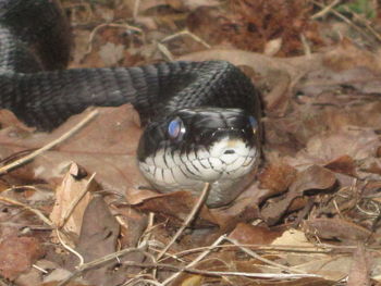 Close-up of turtle