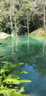 Scenic view of lake in forest
