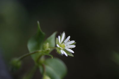 Close-up of flowering plant