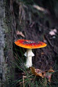 Close-up of fly agaric mushroom on field