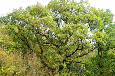 Trees growing in forest against sky