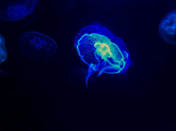 Close-up of jellyfish swimming in sea