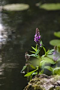 Close-up of purple flowering plant