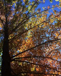 Low angle view of tree