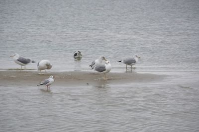 View of seagulls on beach