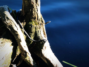 Close-up of driftwood on tree trunk