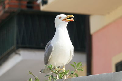 Close-up of bird