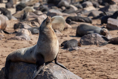 High angle view of sea lion on rocks