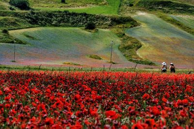 Scenic view of red flowering plants on land