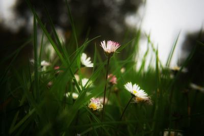 Close-up of flowering plant on field