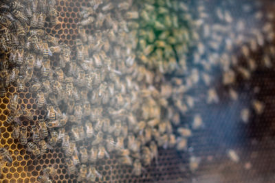 Full frame shot of an animal bees